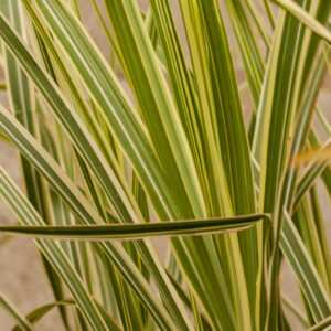 Miskant chiński 'Variegatus' - Miscanthus sinensis 'Variegatus'