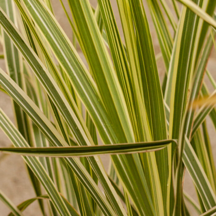 Miskant chiński 'Variegatus' - Miscanthus sinensis 'Variegatus' - Image 1