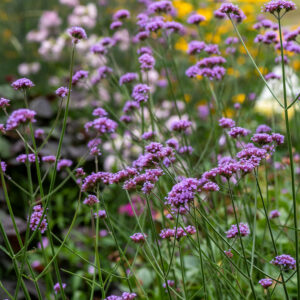 Werbena patagońska - Verbena bonariensis