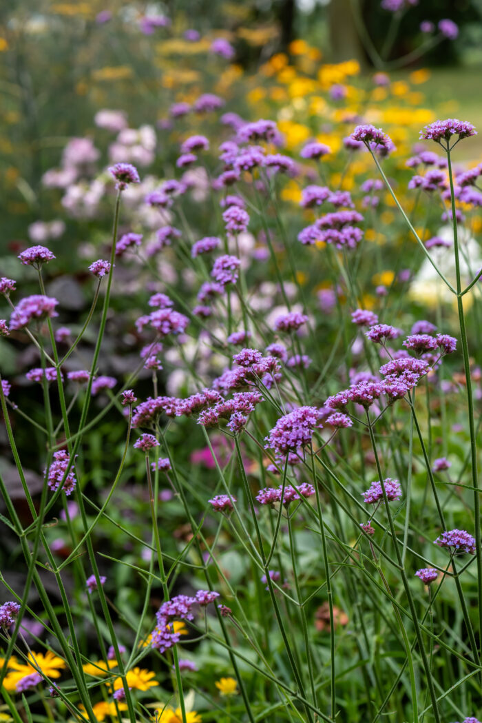 Werbena patagońska - Verbena bonariensis - obrazek 1