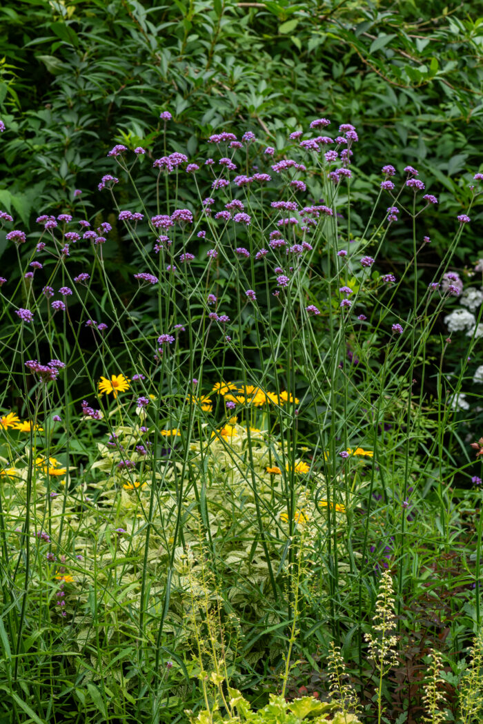 Werbena patagońska - Verbena bonariensis - obrazek 2