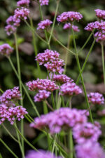 Werbena patagońska - Verbena bonariensis - obrazek 3