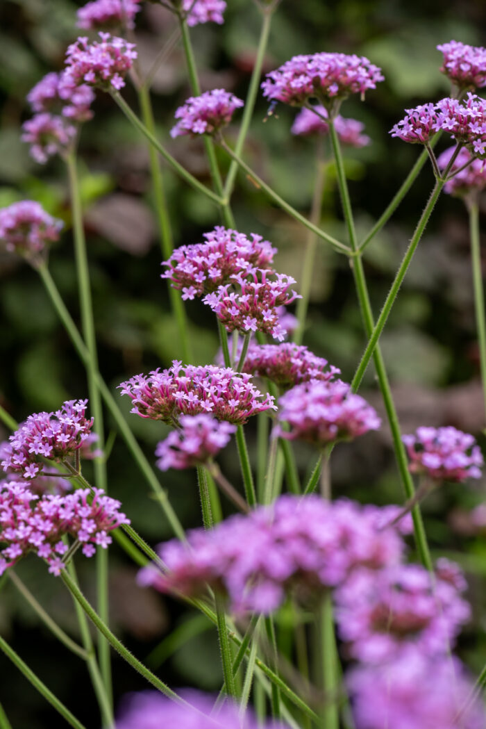 Werbena patagońska - Verbena bonariensis - obrazek 3