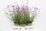 Werbena patagońska - Verbena bonariensis - obrazek 5