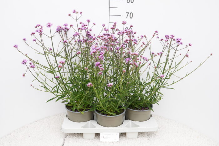 Werbena patagońska - Verbena bonariensis - obrazek 5