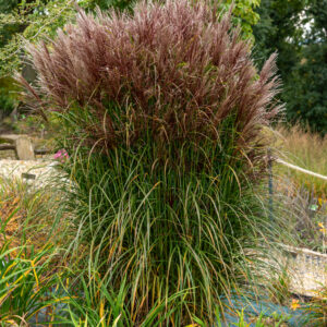 Miskant chiński 'Versammlung' - Miscanthus sinensis 'Versammlung'