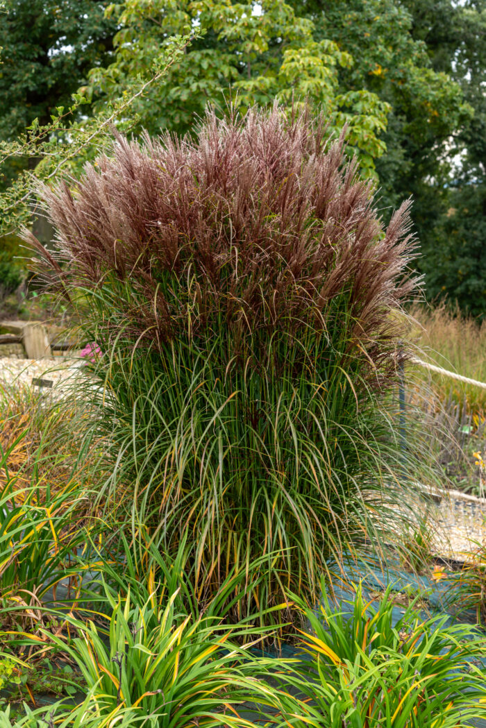 Miskant chiński 'Versammlung' - Miscanthus sinensis 'Versammlung' - Image 1