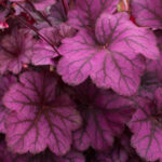 Żurawka 'Wild Rose' - Heuchera hybrida 'Wild Rose'