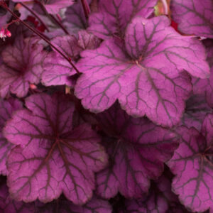 Żurawka 'Wild Rose' - Heuchera hybrida 'Wild Rose'