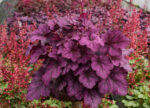Żurawka 'Wild Rose' - Heuchera hybrida 'Wild Rose' - obrazek 2