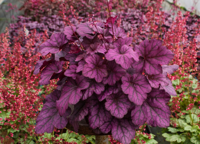 Żurawka 'Wild Rose' - Heuchera hybrida 'Wild Rose' - obrazek 2