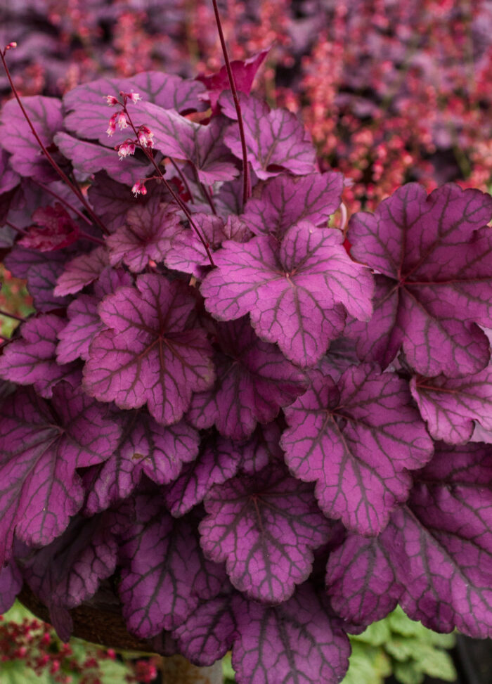 Żurawka 'Wild Rose' - Heuchera hybrida 'Wild Rose' - obrazek 3