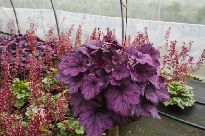 Żurawka 'Wild Rose' - Heuchera hybrida 'Wild Rose' - obrazek 4