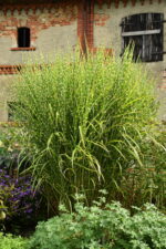 Miskant chiński 'Zebrinus' - Miscanthus sinensis 'Zebrinus'