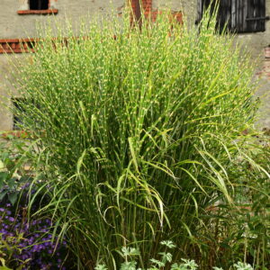 Miskant chiński 'Zebrinus' - Miscanthus sinensis 'Zebrinus'