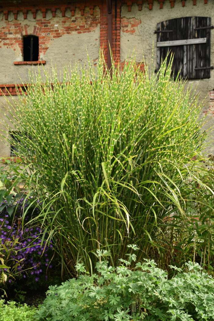 Miskant chiński 'Zebrinus' - Miscanthus sinensis 'Zebrinus' - Image 1
