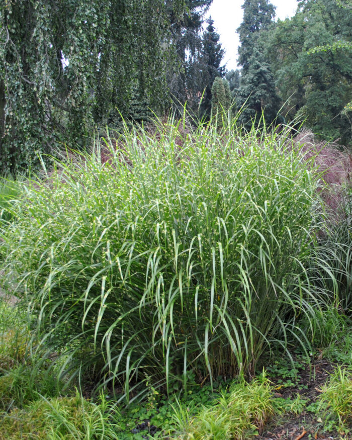Miskant chiński 'Zebrinus' - Miscanthus sinensis 'Zebrinus' - Image 2