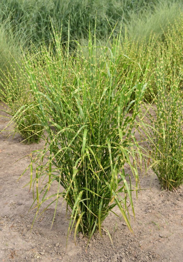 Miskant chiński 'Zebrinus' - Miscanthus sinensis 'Zebrinus' - Image 3