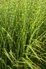 Miskant chiński 'Zebrinus' - Miscanthus sinensis 'Zebrinus' - Image 4