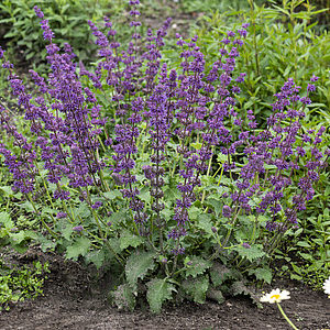 Szałwia omszona 'Ostfriesland' - Salvia nemorosa 'Ostfriesland'
