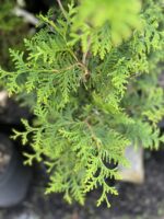 Żywotnik zachodni 'Brabant' - Thuja occidentalis 'Brabant' - obrazek 2
