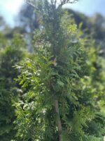 Żywotnik zachodni 'Brabant' - Thuja occidentalis 'Brabant'