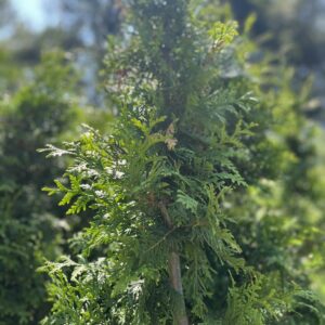 Żywotnik zachodni 'Brabant' - Thuja occidentalis 'Brabant'