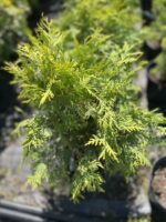 Żywotnik zachodni 'Golden Globe' - Thuja occidentalis 'Golden Globe' "B"