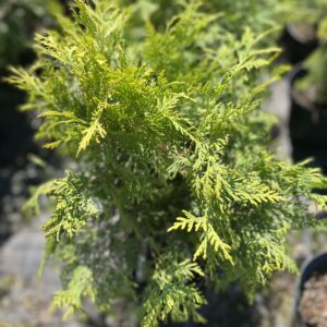 Żywotnik zachodni 'Golden Globe' - Thuja occidentalis 'Golden Globe' "B"