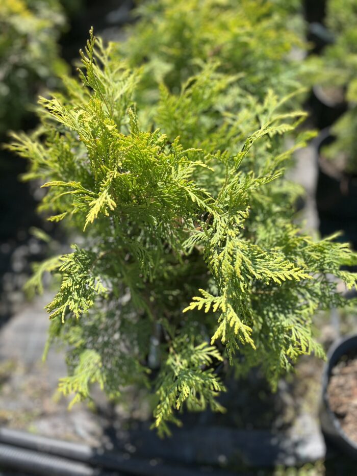 Żywotnik zachodni 'Golden Globe' - Thuja occidentalis 'Golden Globe' "B" - Image 1