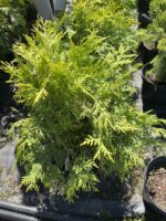 Żywotnik zachodni 'Golden Globe' - Thuja occidentalis 'Golden Globe' "B" - Image 2