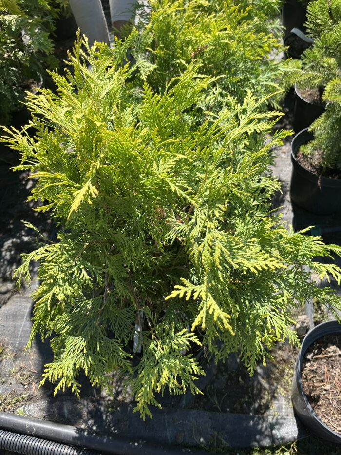 Żywotnik zachodni 'Golden Globe' - Thuja occidentalis 'Golden Globe' "B" - Image 2