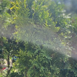 Żywotnik zachodni 'King of Brabant' - Thuja occidentalis 'King of Brabant'