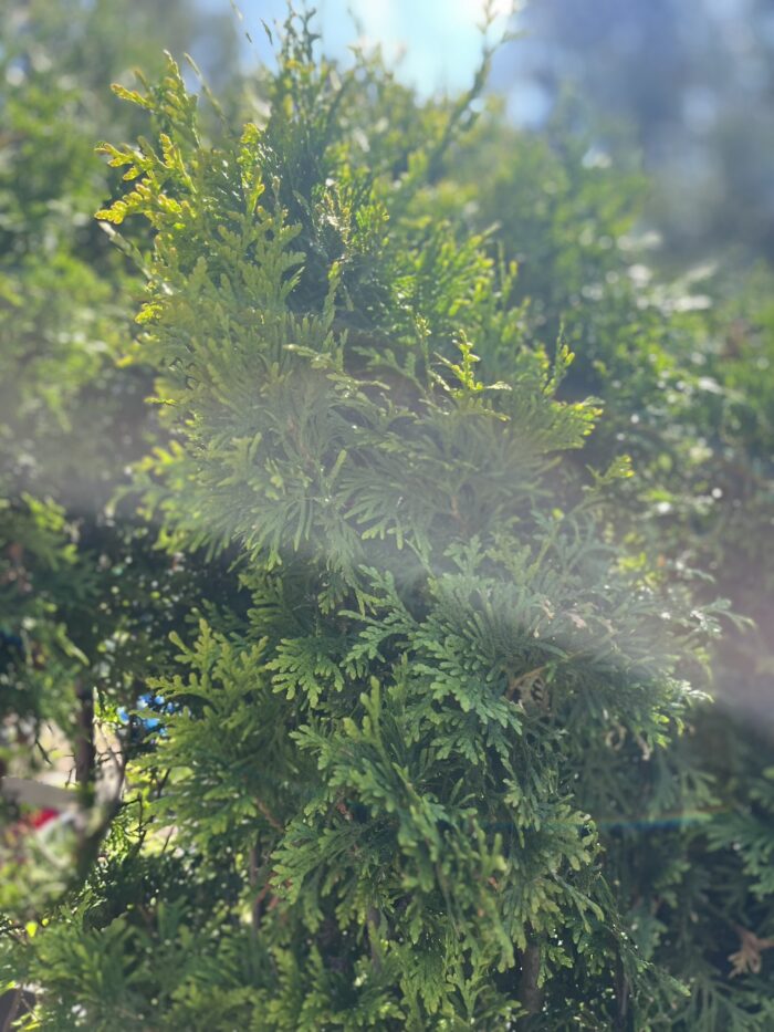 Żywotnik zachodni 'King of Brabant' - Thuja occidentalis 'King of Brabant' - Image 1