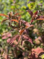 Kalina bodnantska 'Charles Lamont' - Viburnum ×bodnantense 'Charles Lamont'