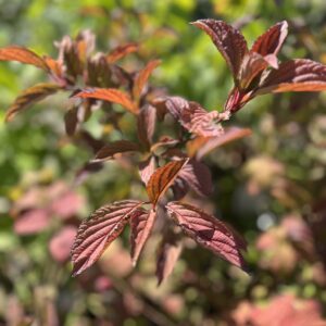 Kalina bodnantska 'Charles Lamont' - Viburnum ×bodnantense 'Charles Lamont'