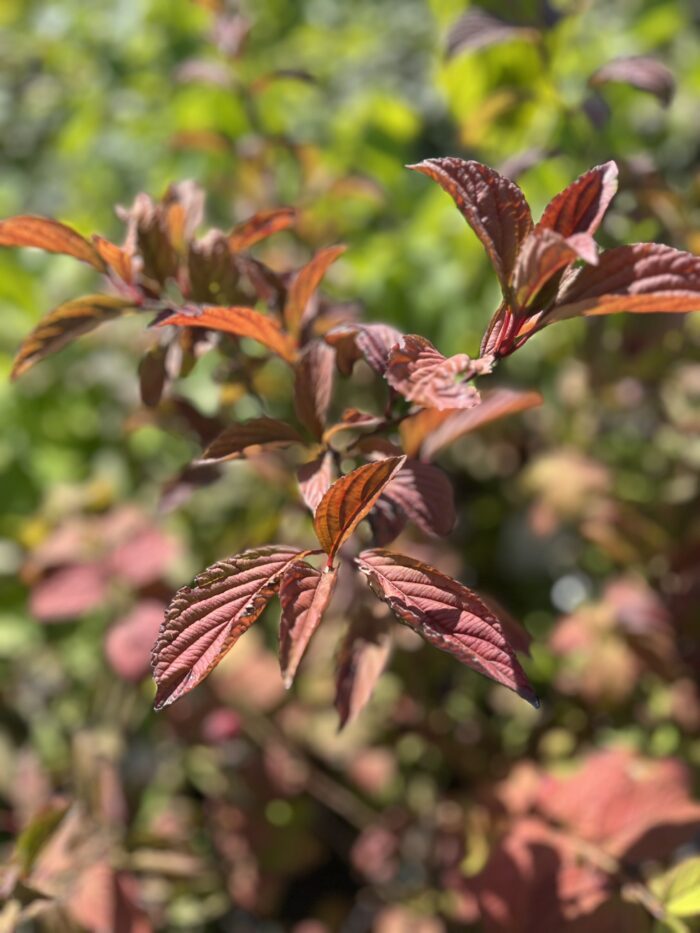 Kalina bodnantska 'Charles Lamont' - Viburnum ×bodnantense 'Charles Lamont' - obrazek 1