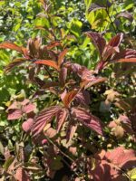 Kalina bodnantska 'Charles Lamont' - Viburnum ×bodnantense 'Charles Lamont' - obrazek 2