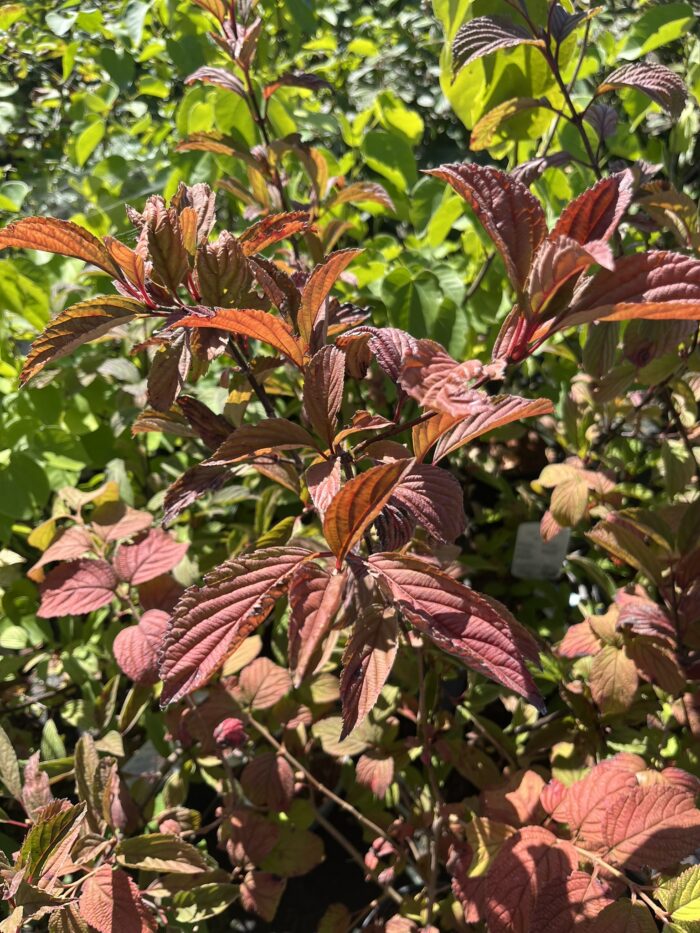 Kalina bodnantska 'Charles Lamont' - Viburnum ×bodnantense 'Charles Lamont' - obrazek 2