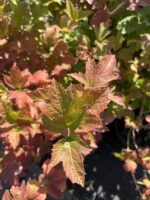 Kalina koralowa 'Roseum' - Viburnum opulus 'Roseum'