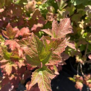 Kalina koralowa 'Roseum' - Viburnum opulus 'Roseum'